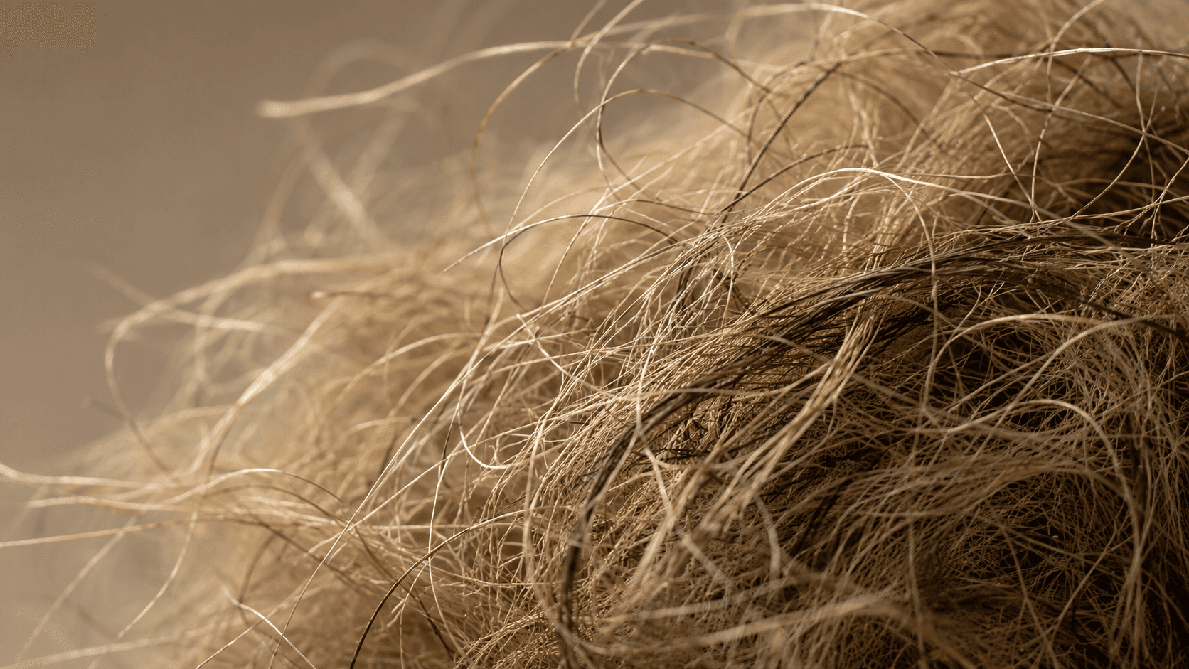 Fibres — traditional lime plastering material